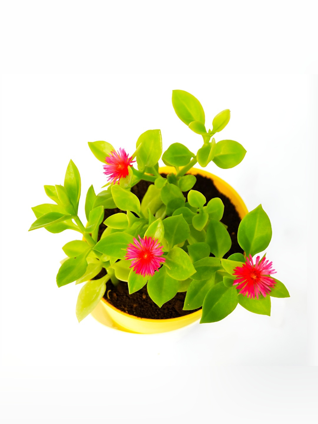India Gardening Green Baby Sun Rose Indoor Plant Comes With Self Watering Plant