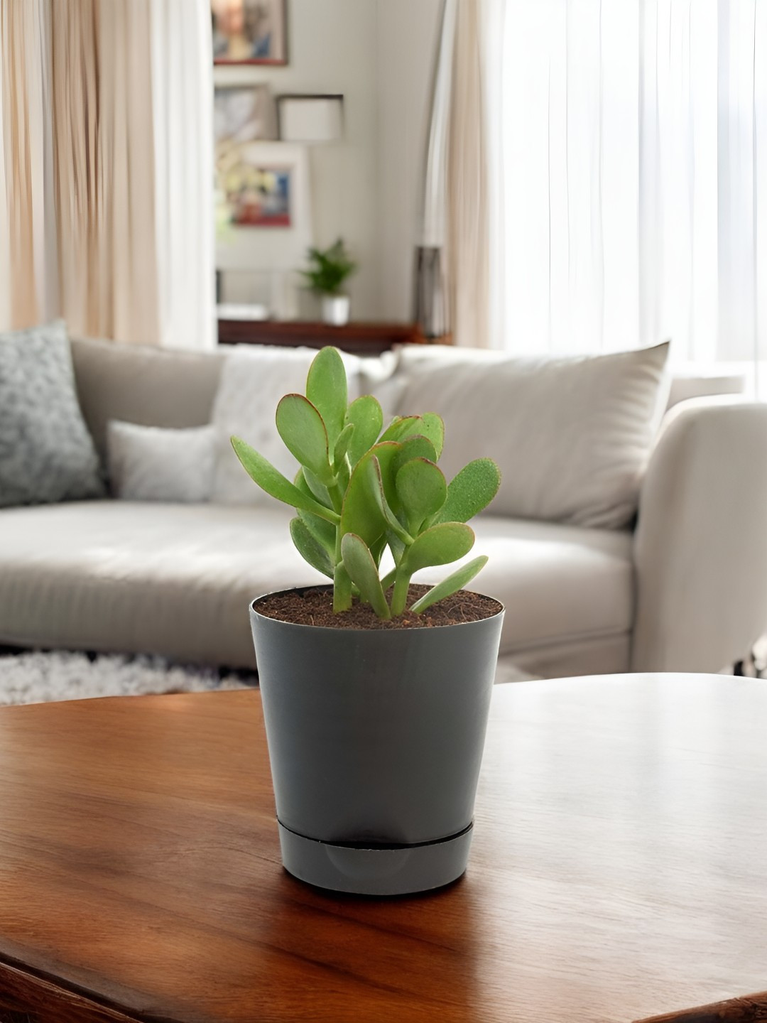 India Gardening Green Crassula Ovata Live Indoor Plant With Black Self-watering Pot