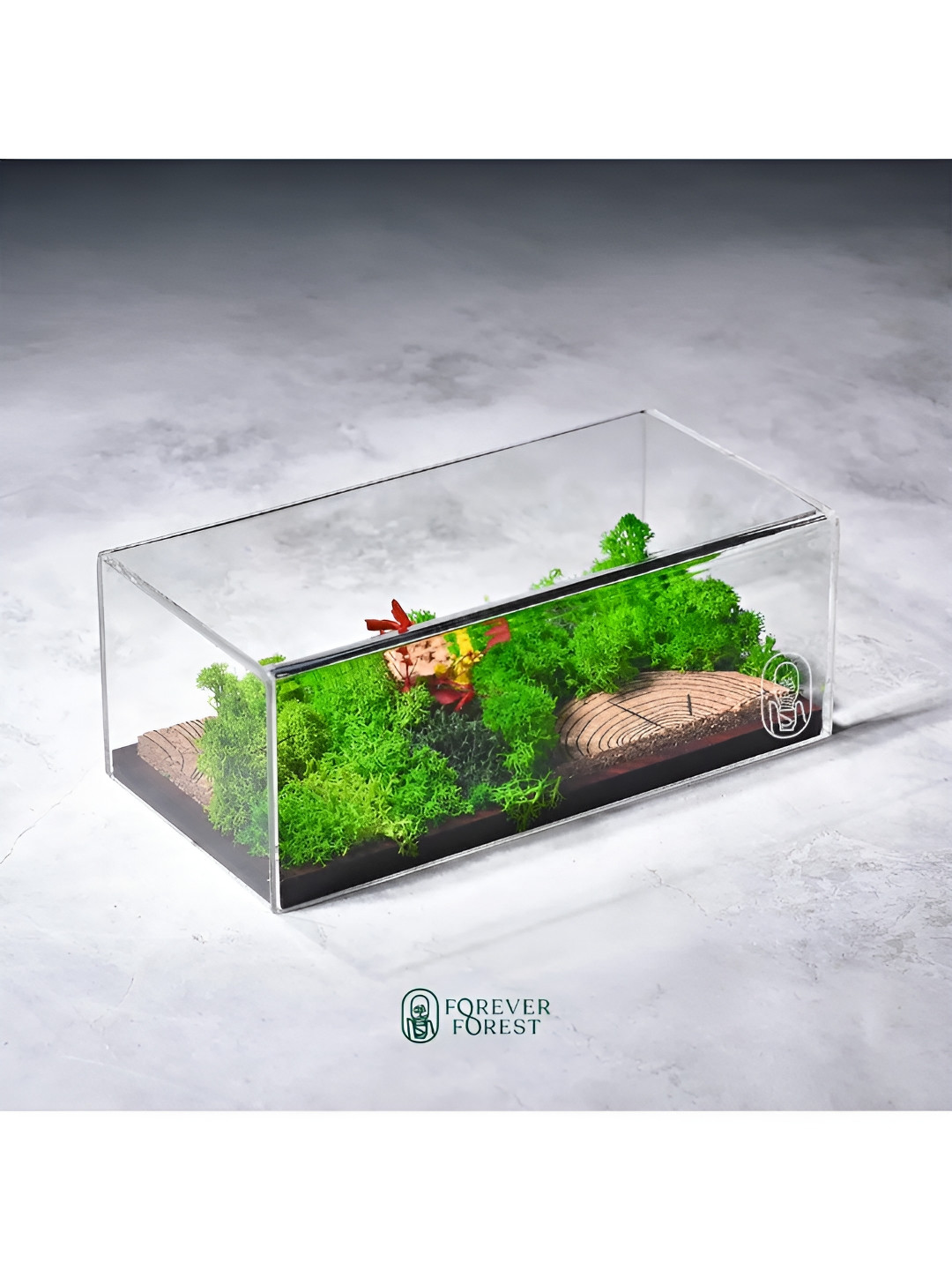 Bioq Terrarium Panorama Green Glass Glossy Living Room Medium Showpiece - 3.5 Inches