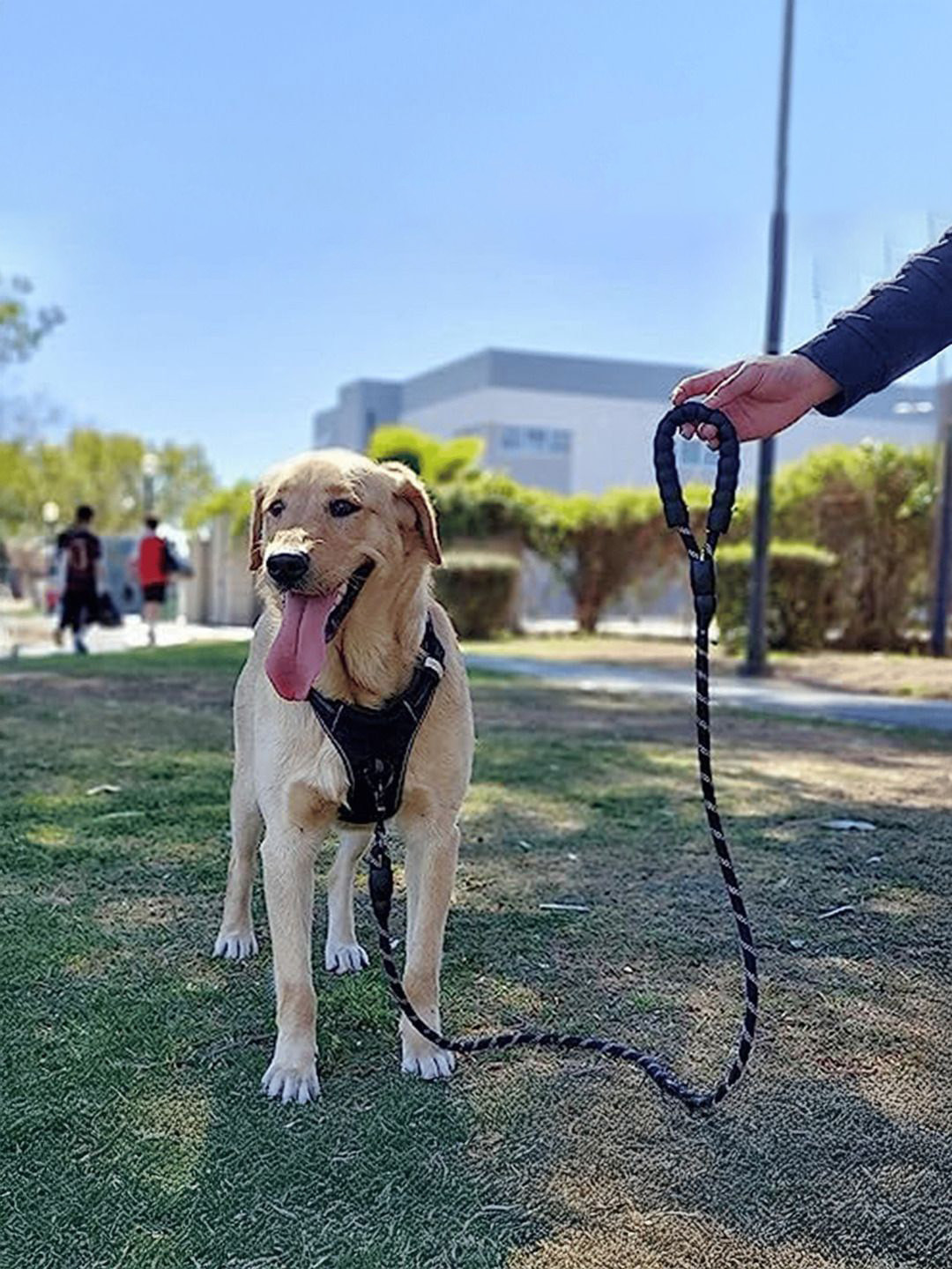 Petbabas Printed Adjustable Dog Pet Leash