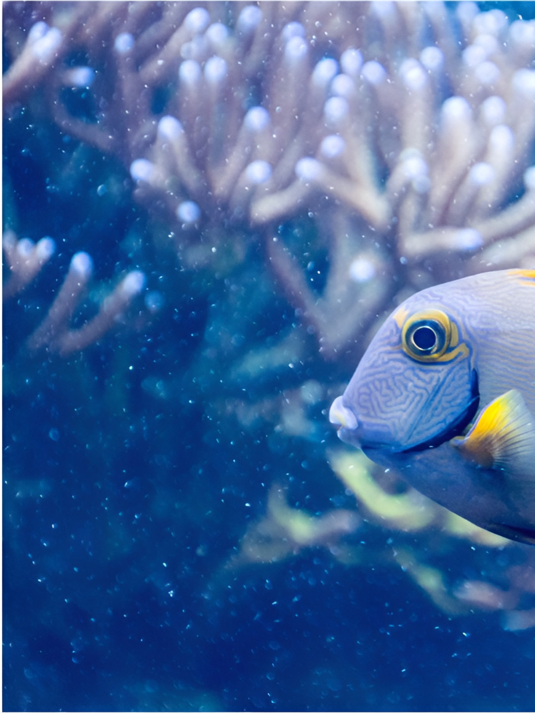 Inephos Blue & Yellow Animals Printed Canvas Wall Art