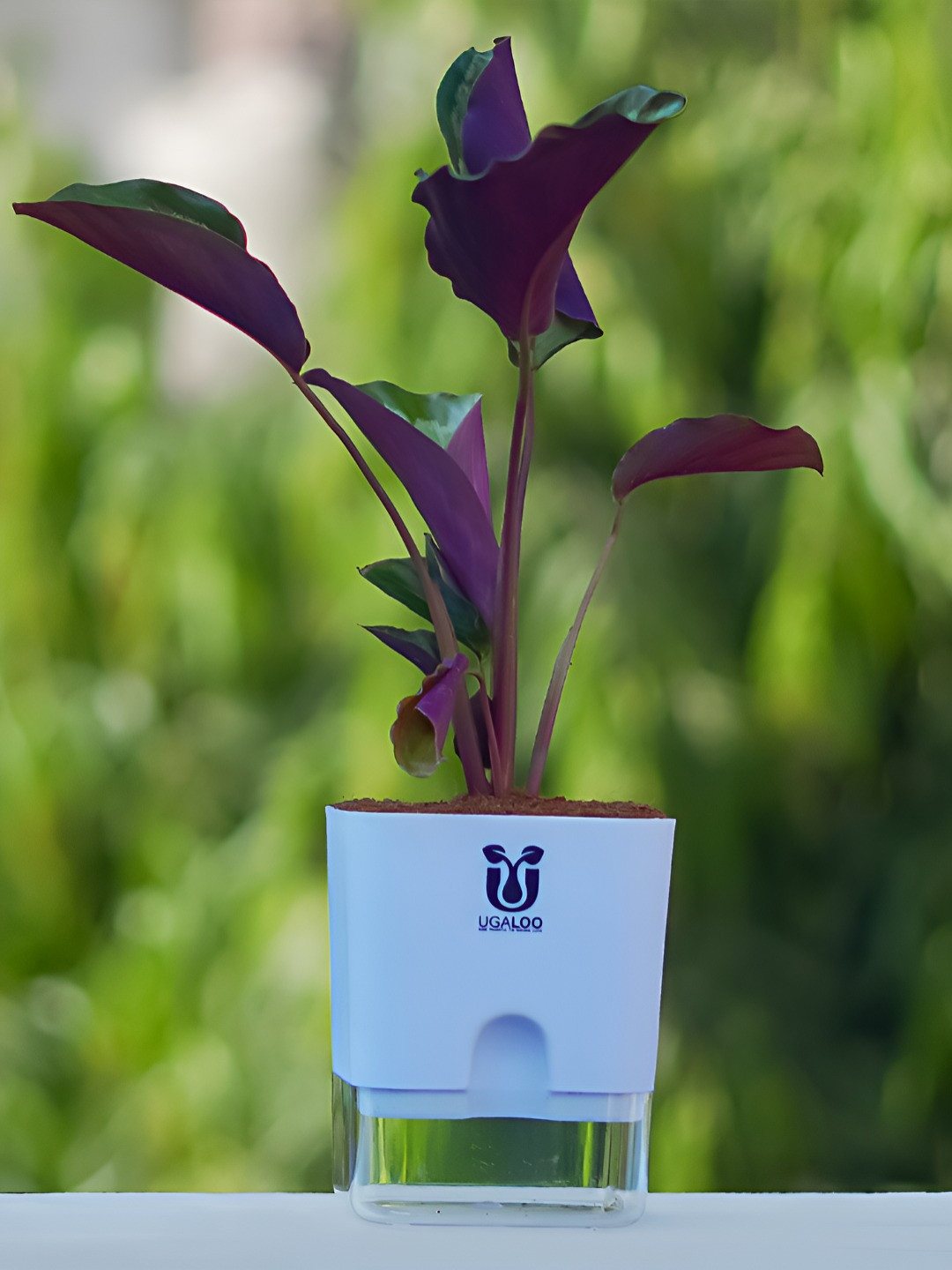 UGALOO Indoor Calathea Roseopicta Plant With Self Watering Pot- 9.8 Inch