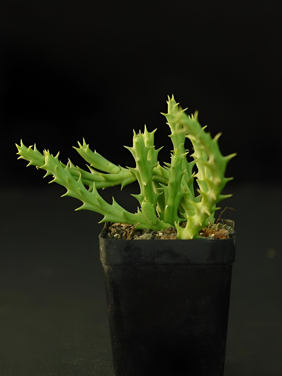 UGALOO Bonsai Huernia Macrocarpa Plant With Self Watering Pot- 9.8 Inch