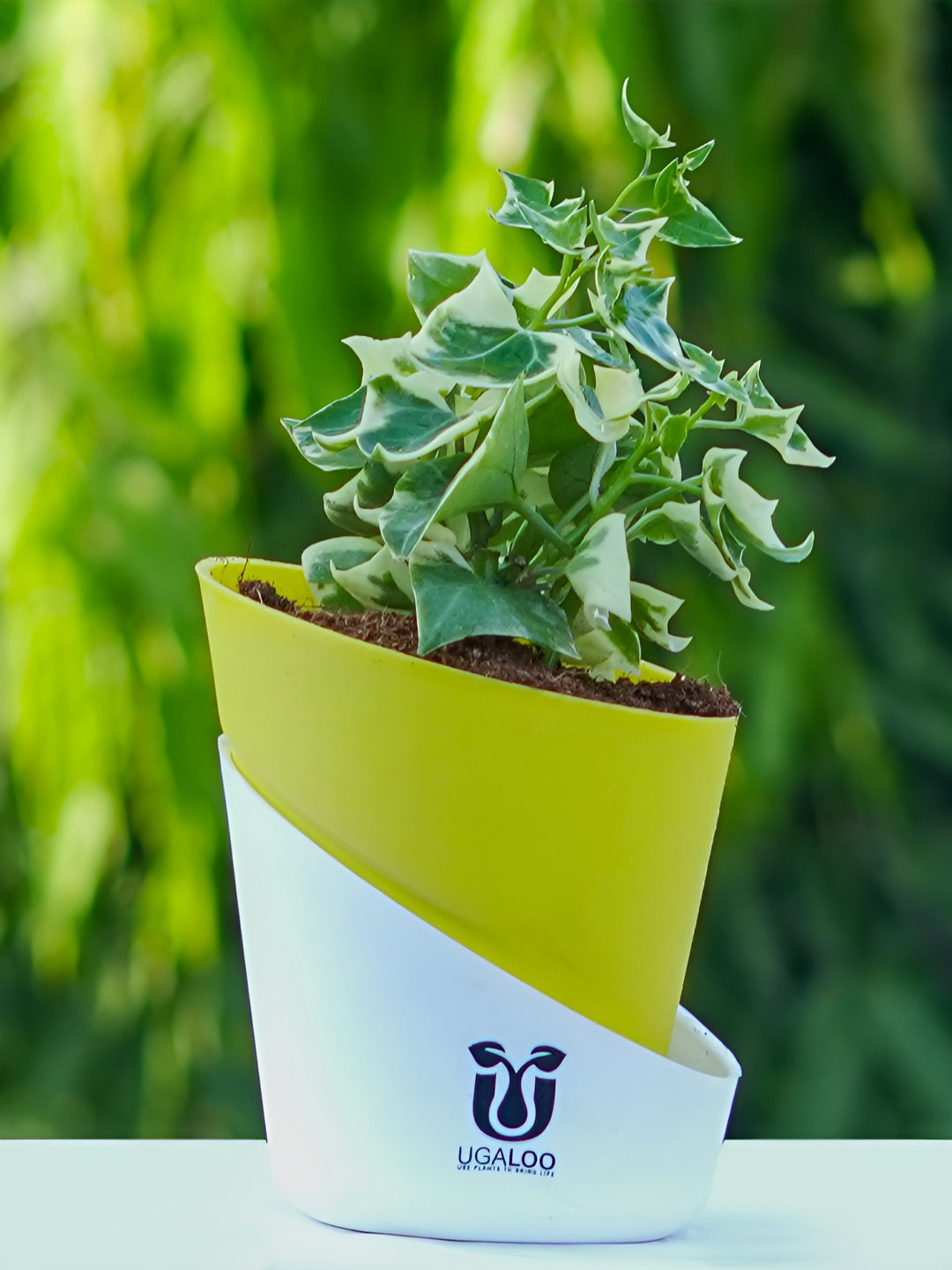 UGALOO Indoor English Ivy Plant With Self Watering Pot- 9.8 Inch