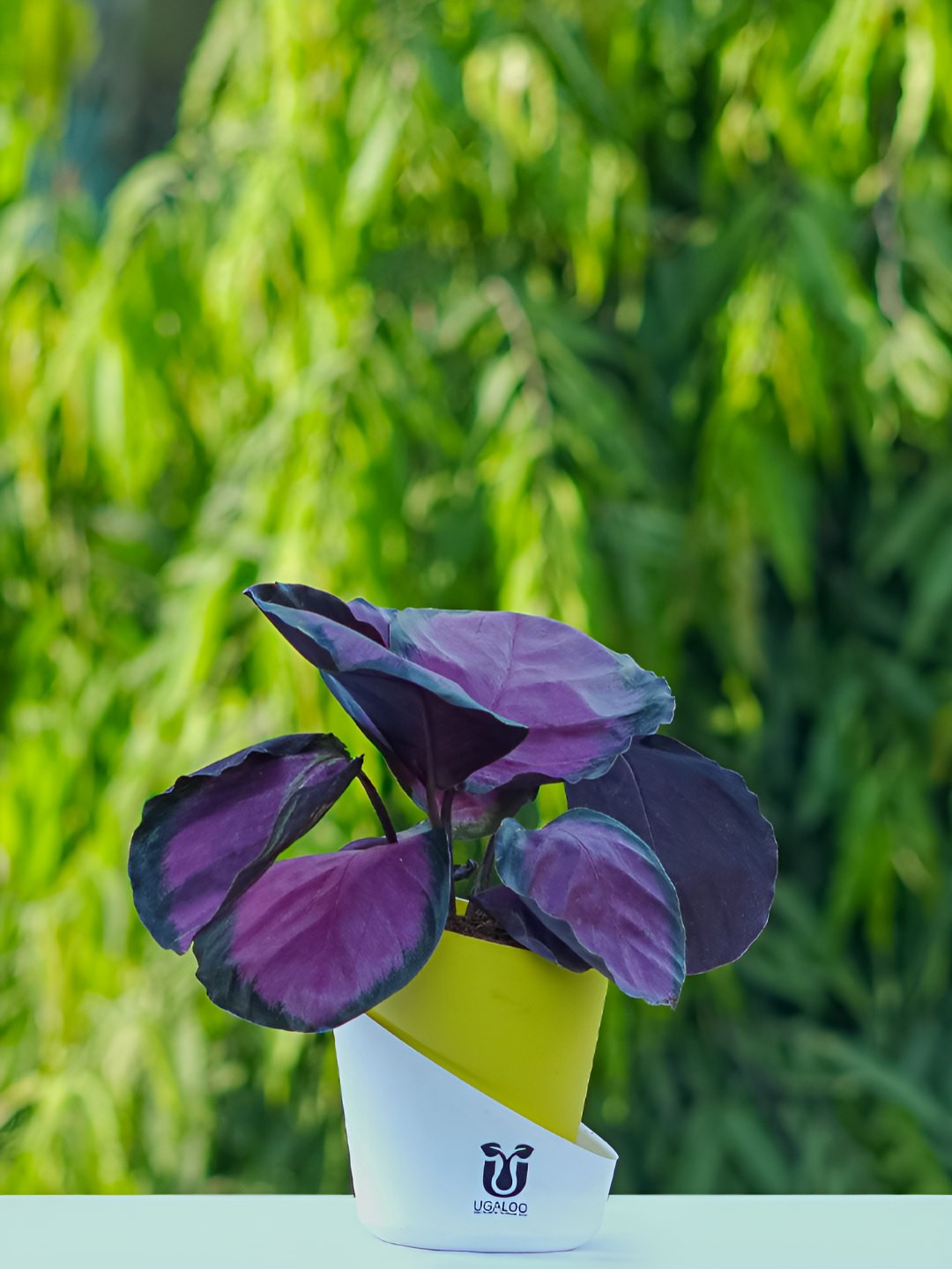 UGALOO Bonsai Calathea Roseopicta Crimson Plant With Self Watering Pot- 9.8 Inch