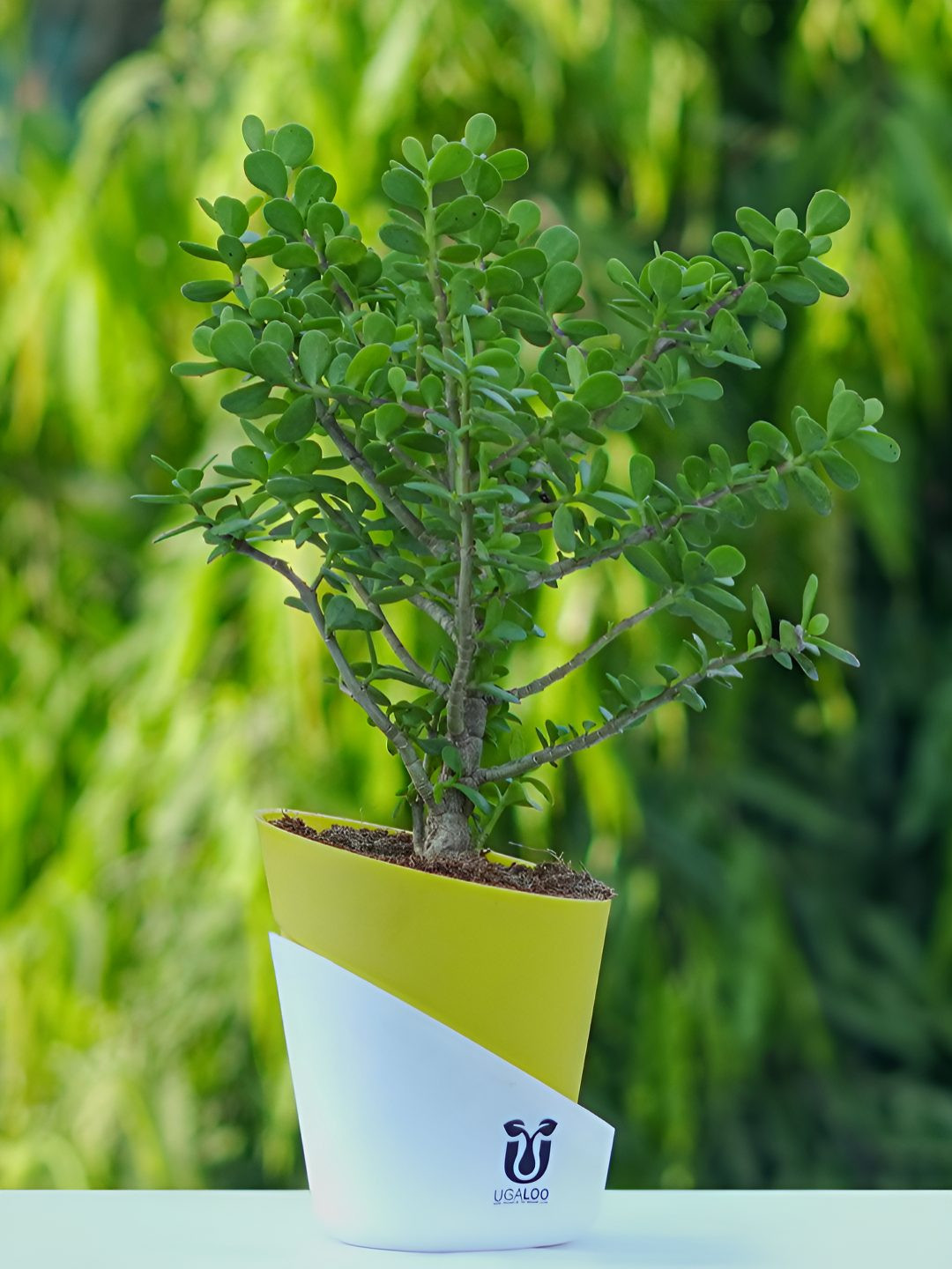 UGALOO Indoor Lucky Jade Plant With Green Self Watering Pot- 9.8 Inch