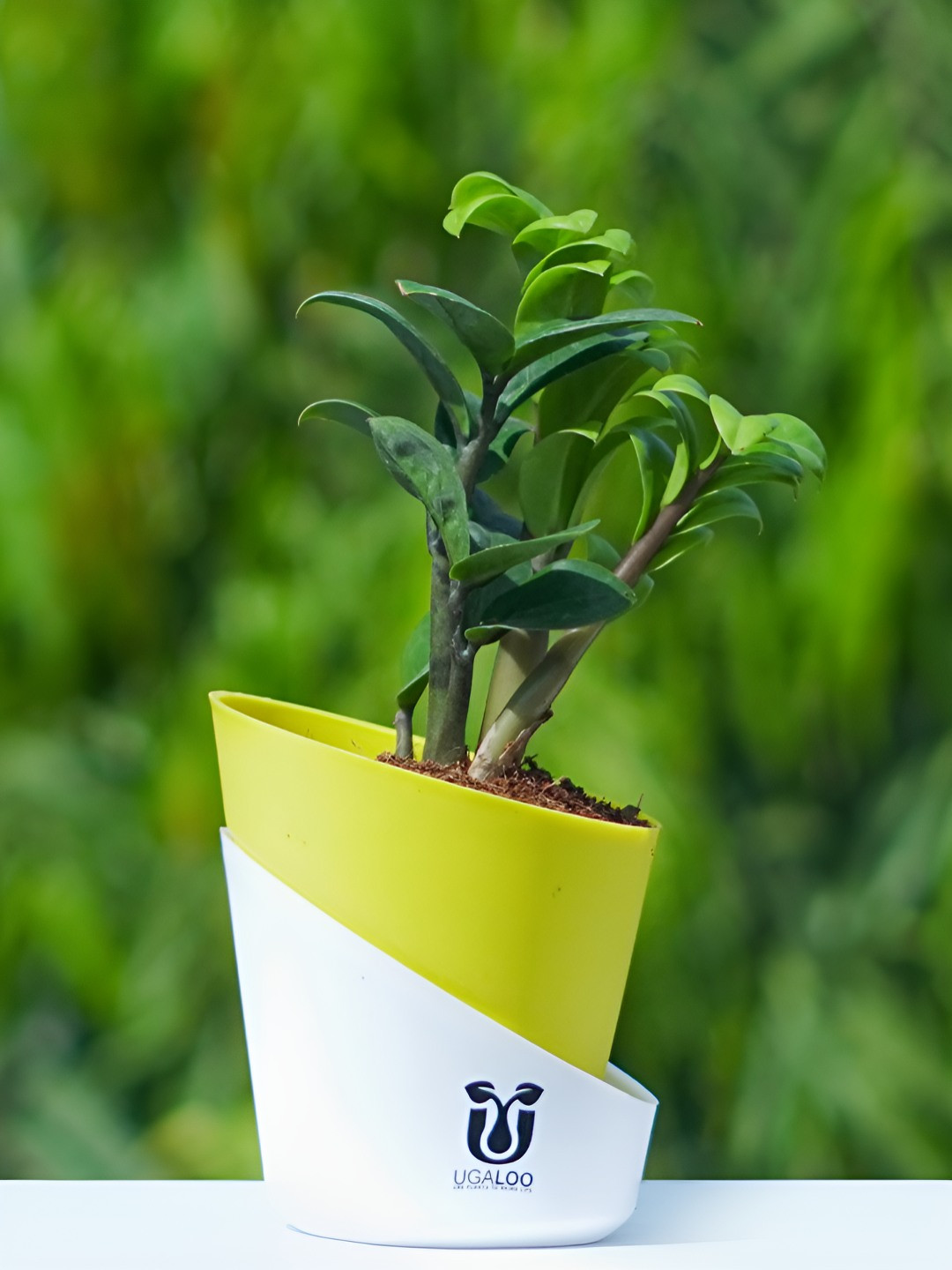 UGALOO Bonsai ZZ Plant With Self Watering Pot- 9.8 Inch