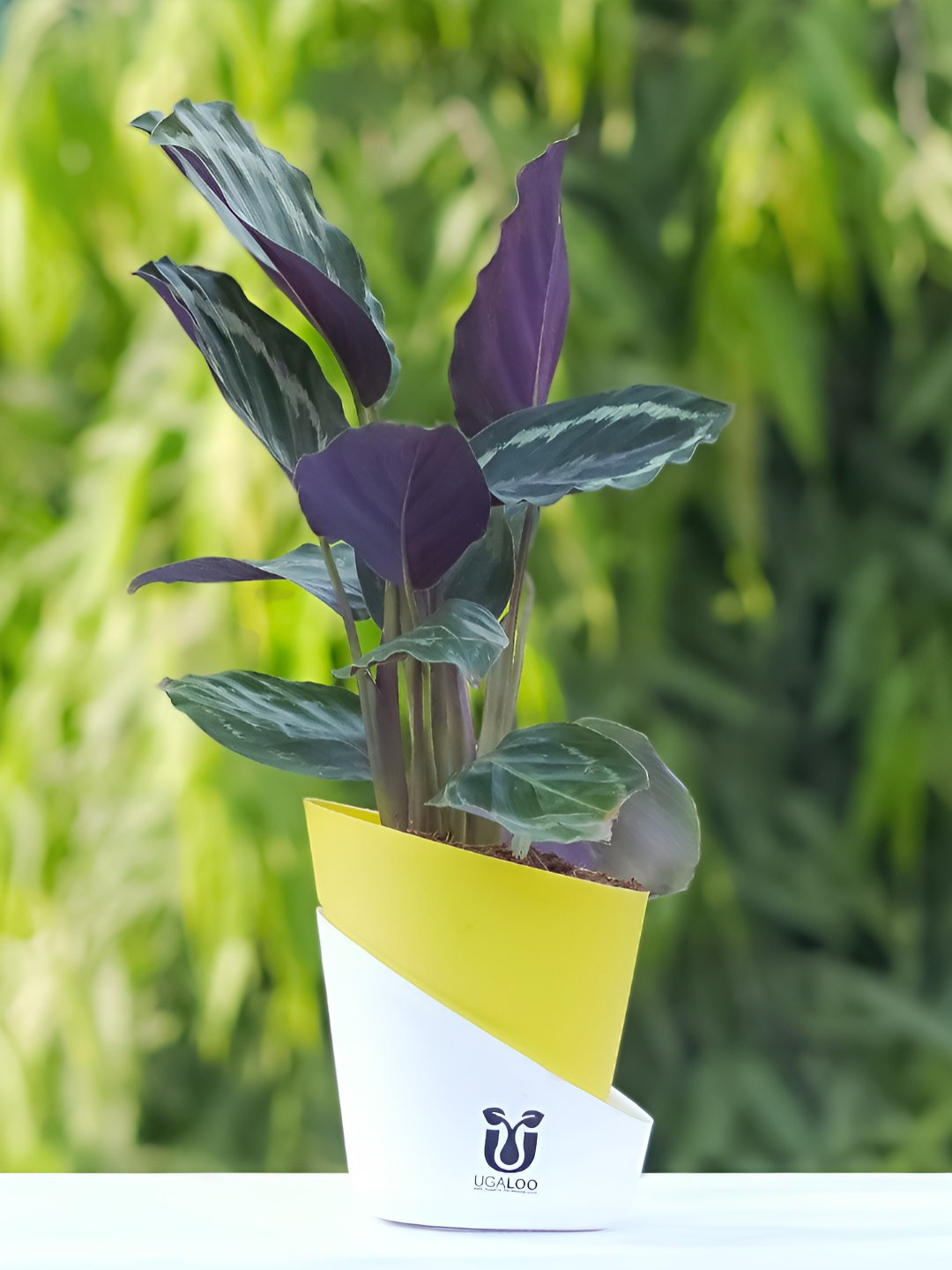 UGALOO Bonsai Calathea Roseopicta Peacock Plant With Self Watering Pot- 9.8 Inch