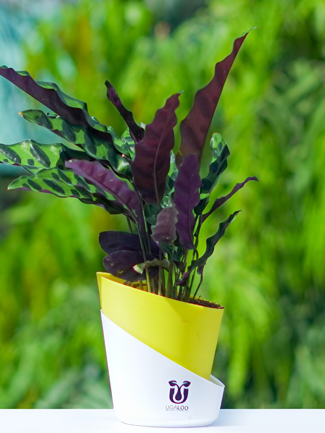 UGALOO Purple Bonsai Calathea Rattlesnake Plant With Self Watering Pot- 9.8 Inch