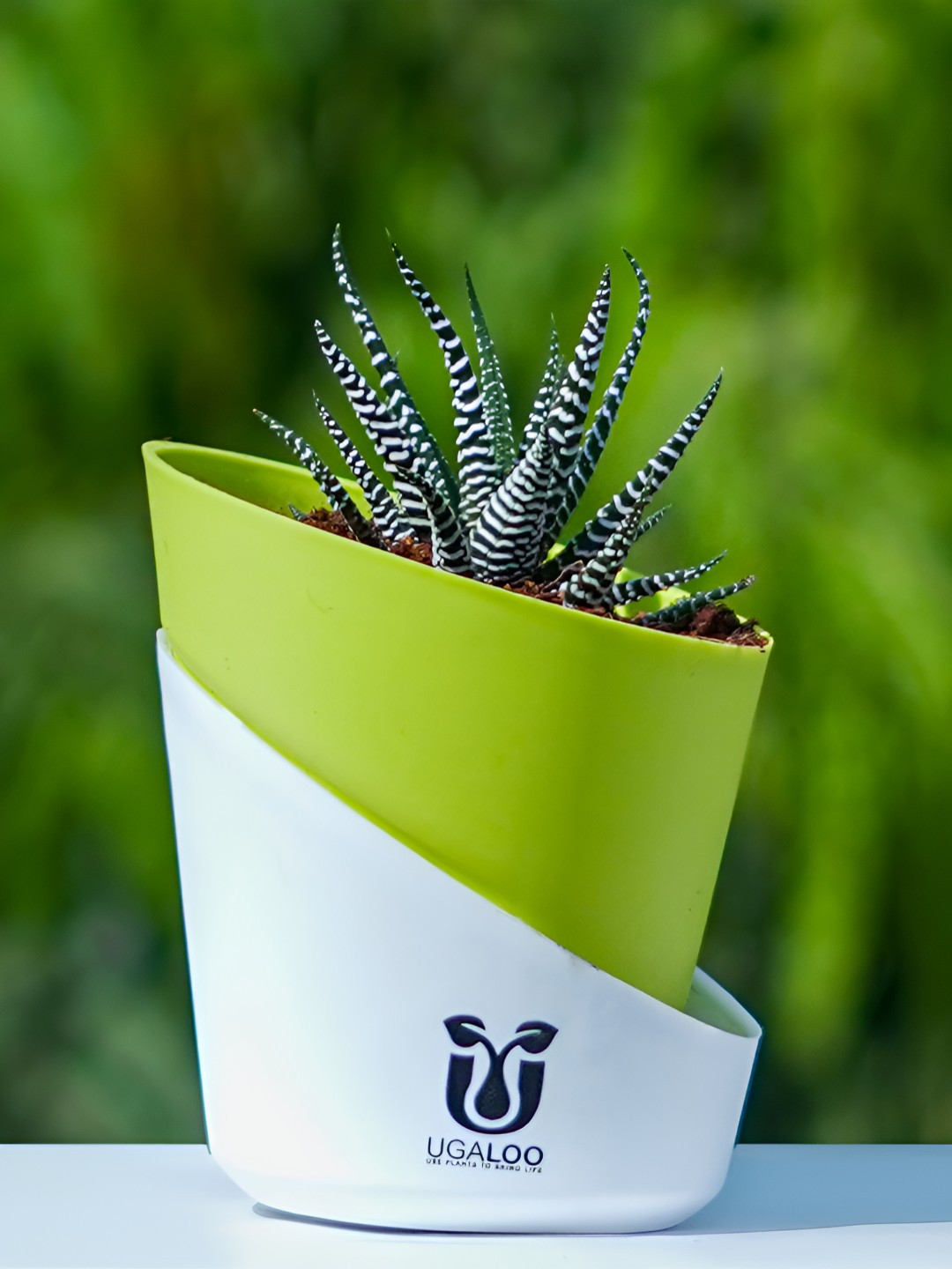 UGALOO Indoor Zebra Haworthia Plant With Green Self Watering Pot- 9.8 Inch