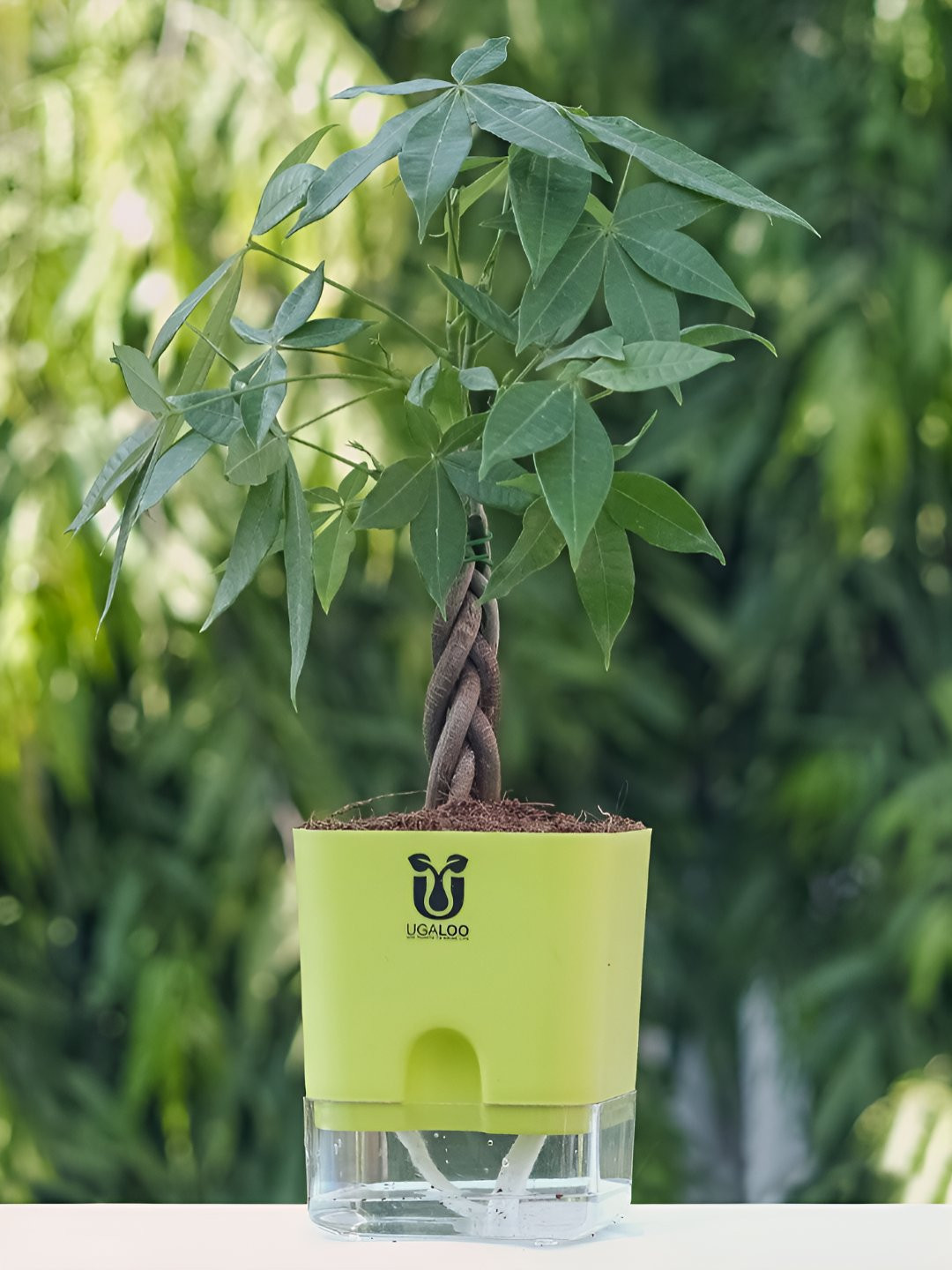 UGALOO Indoor Pachira Aquatica Money Tree Plant With Green Self Watering Pot- 9.8 Inch