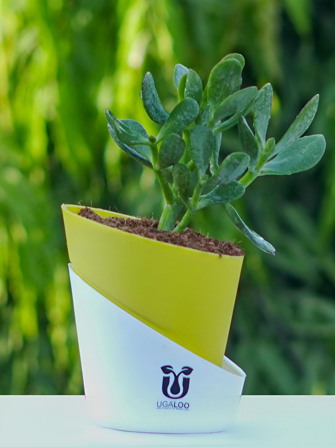 UGALOO Indoor Crassula Ovata Plant With Self Watering Pot- 9.8 Inch