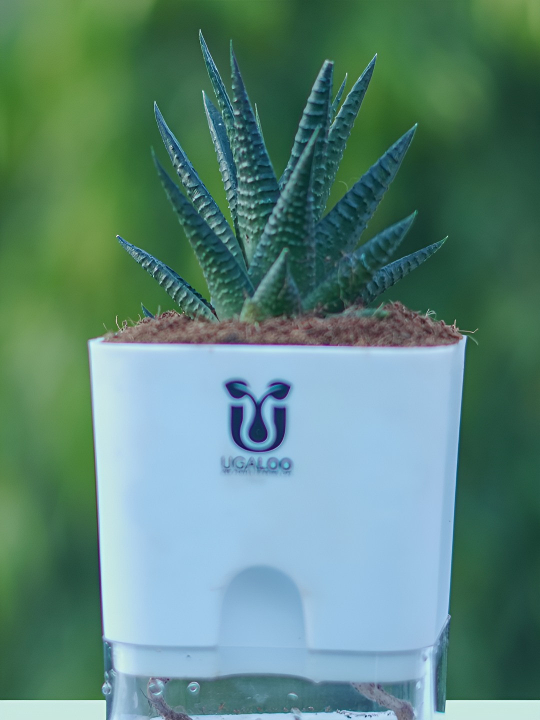 UGALOO Bonsai Haworthia Plant With Self Watering Pot- 9.8 Inch