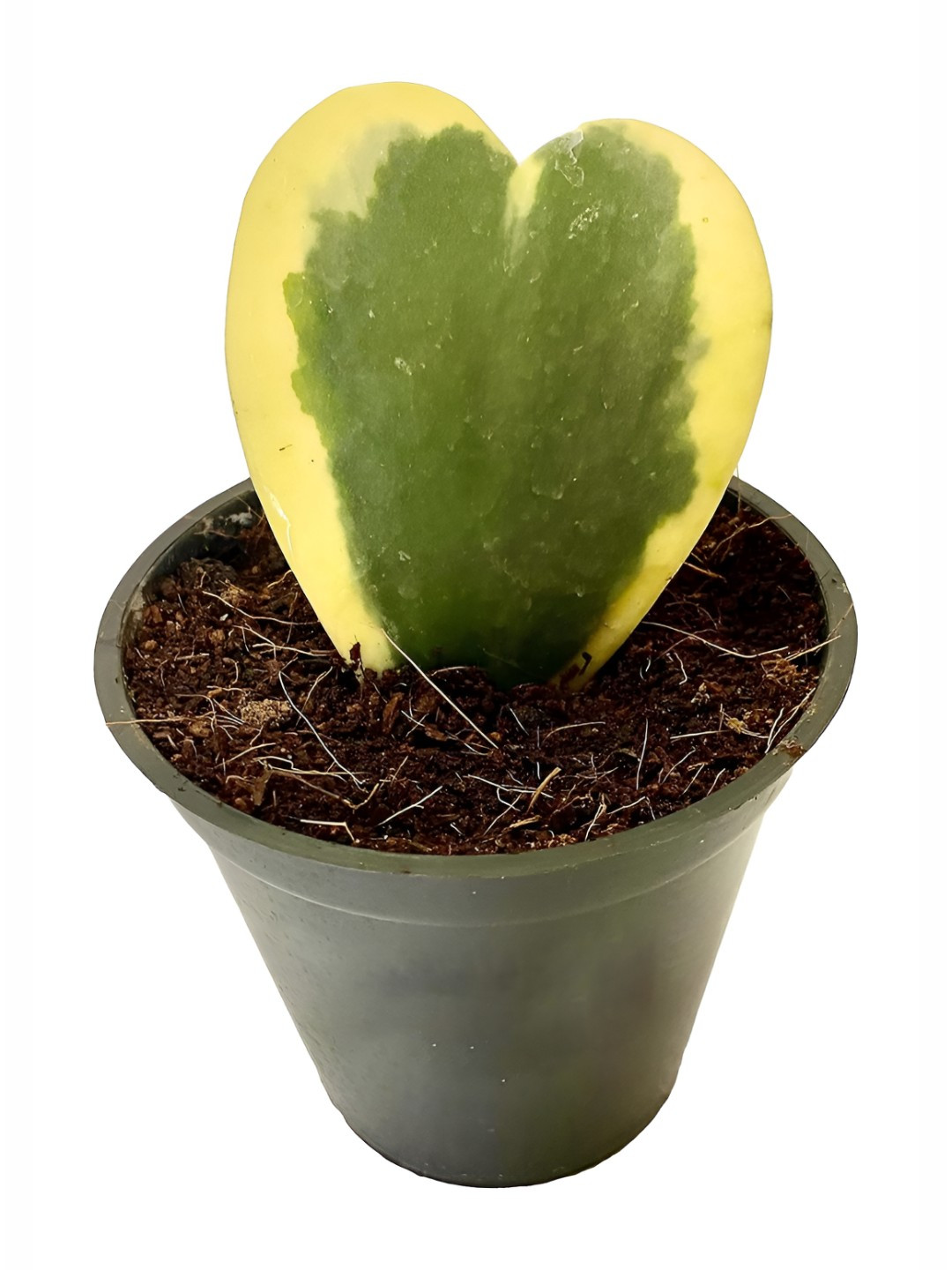 UGALOO Indoor Variegated Hoya Kerrii Plant With Green Self Watering Pot- 9.8 Inch