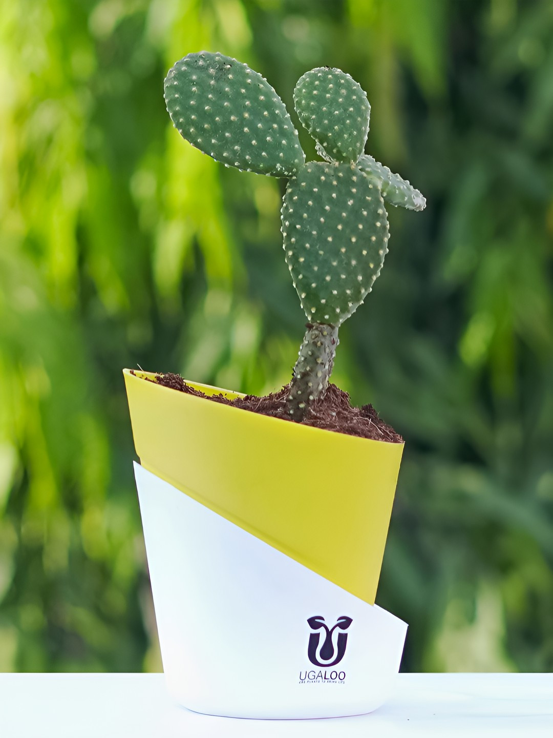 UGALOO Indoor Bunny Ear Cactus Live Plant With Self Watering Pot