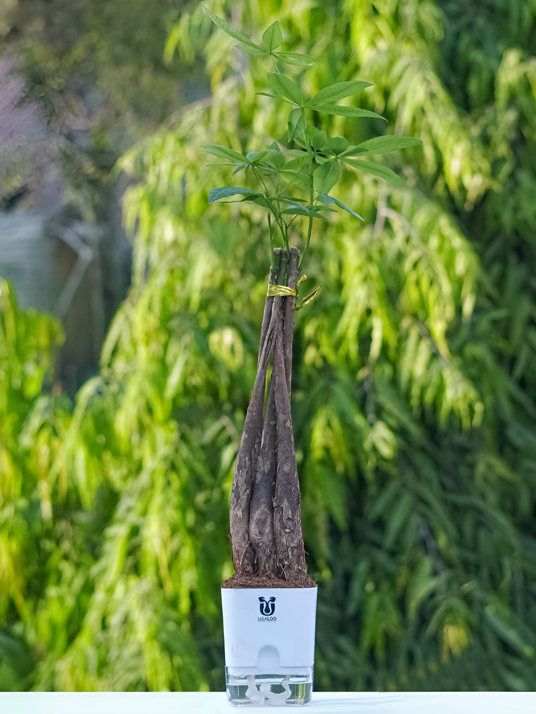 UGALOO Green Bonsai Braided Money Trees With Self Watering Pot- 9.8 Inch