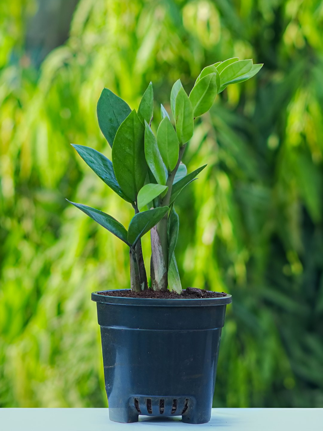 UGALOO Indoor Green ZZ Plant With Self Watering Pot- 9.8 Inch