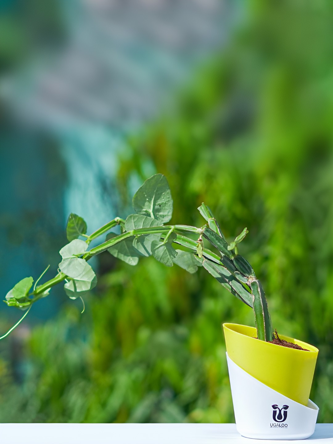 UGALOO Outdoor Hadjod Plant With Yellow Self Watering Pot- 9.8 Inch