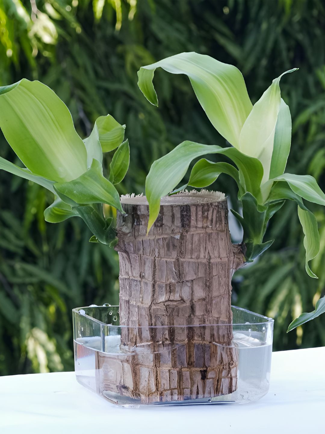 UGALOO Green Bonsai Brazilian Luckey Wood Plant With Crystal Clear Bowl- 9.8 Inch