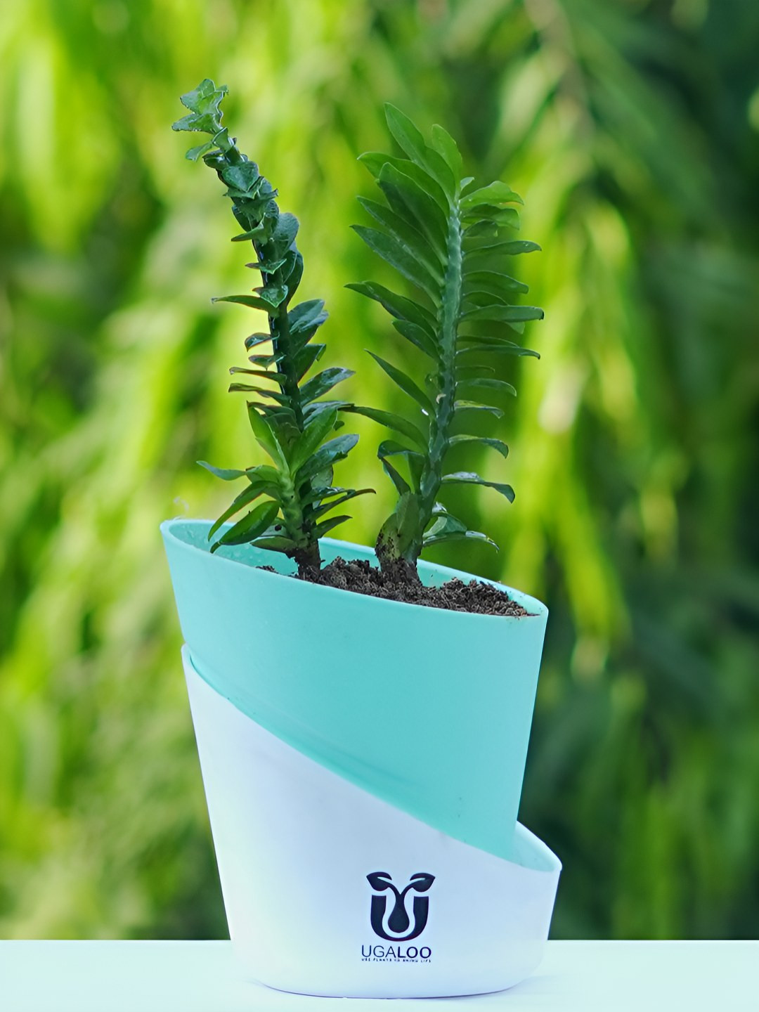 UGALOO Indoor Euphorbia Tithymaloides Plant With Green Self Watering Pot- 9.8 Inch