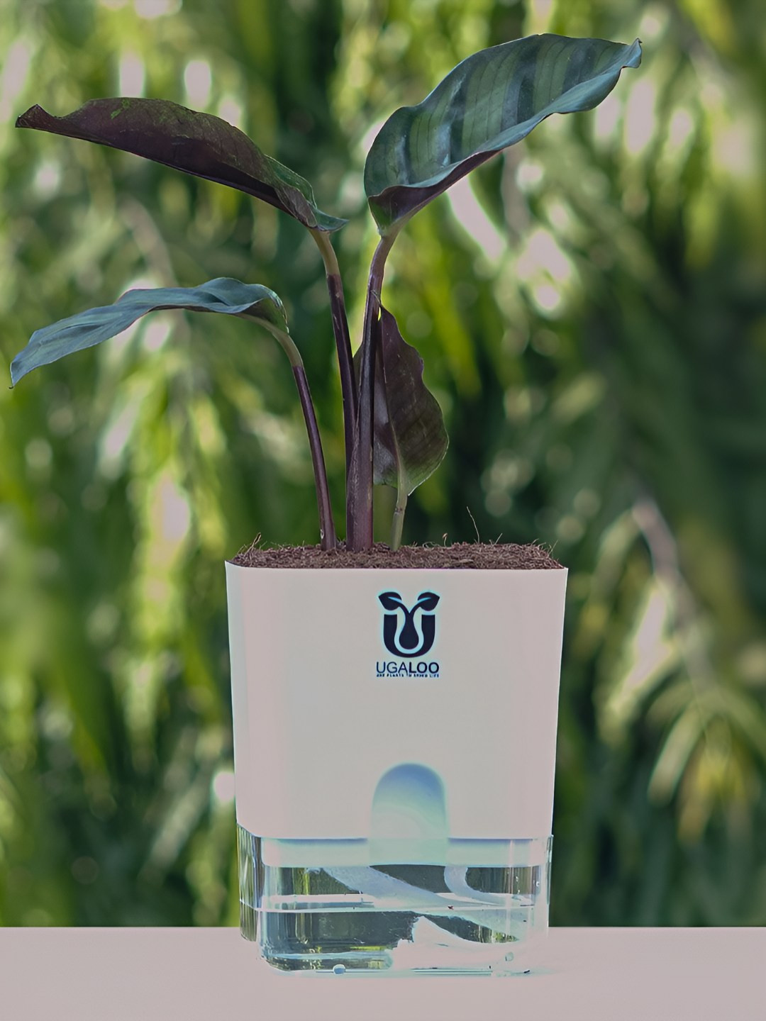 UGALOO Bonsai Calathea Plant With Self Watering Pot- 9.8 Inch