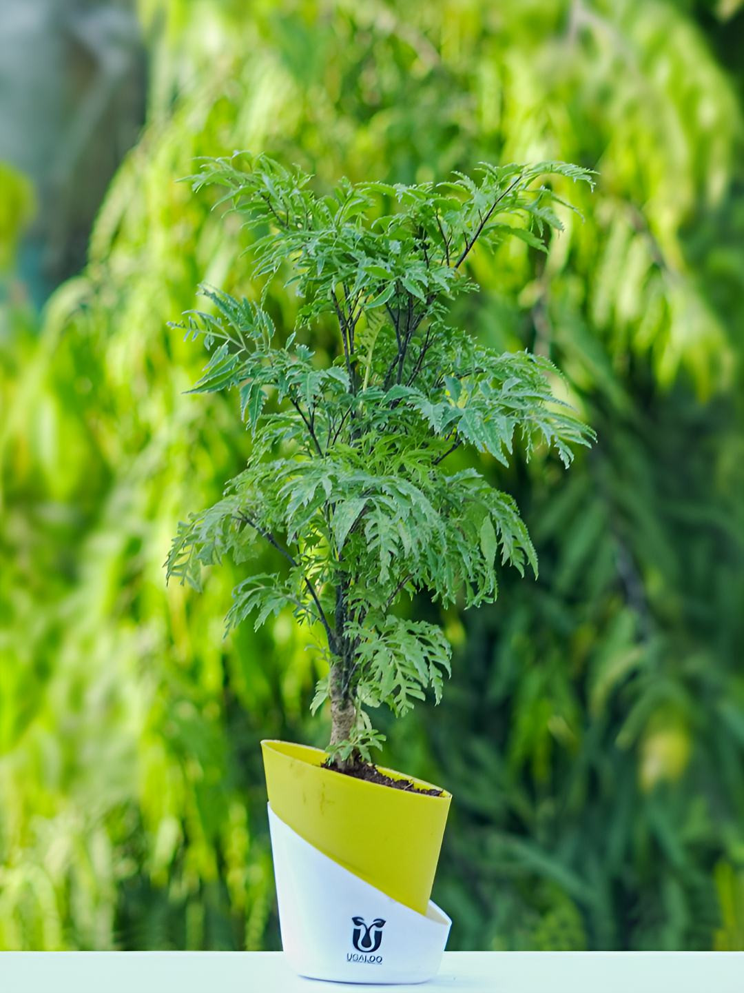 UGALOO Green Bonsai Aralia Plant With Self Watering Pot- 9.8 Inch