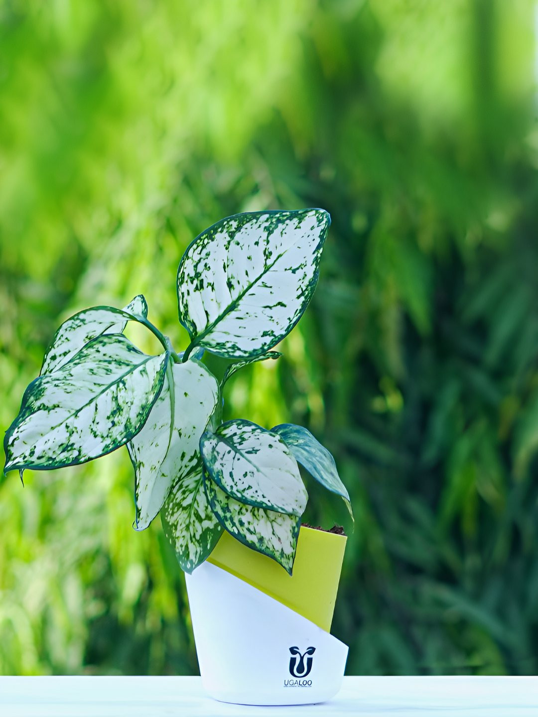 UGALOO Green Bonsai Aglaonema Snow White Plant With Self Watering Pot- 9.8 Inch