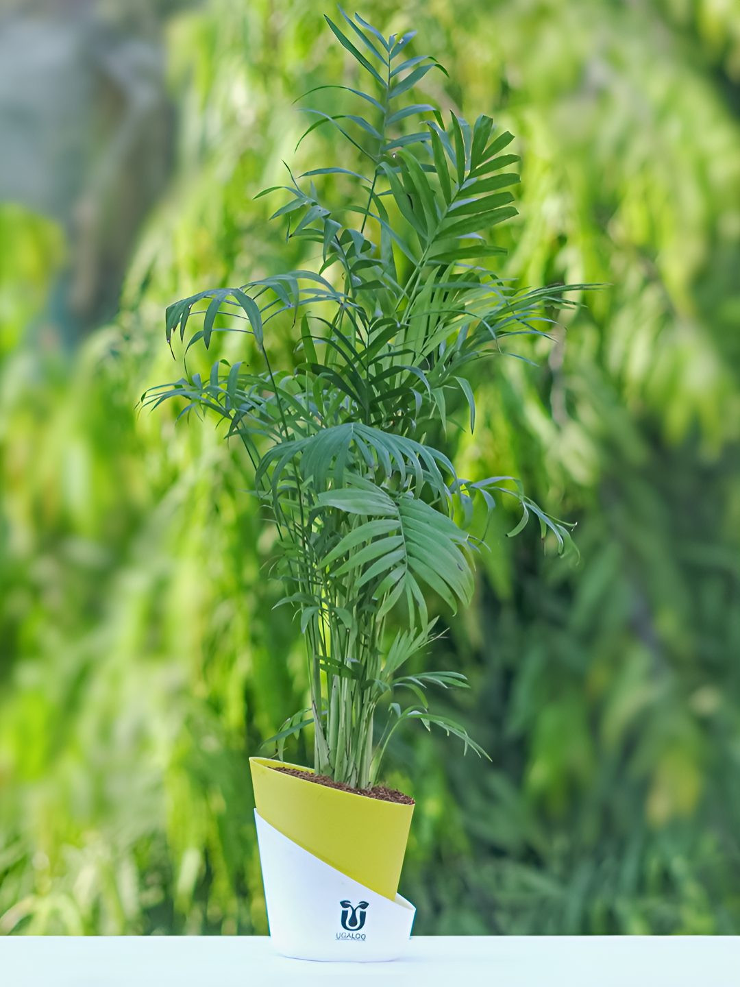 UGALOO Indoor Chamaedorea Palm Plant With Green Self Watering Pot- 9.8 Inch