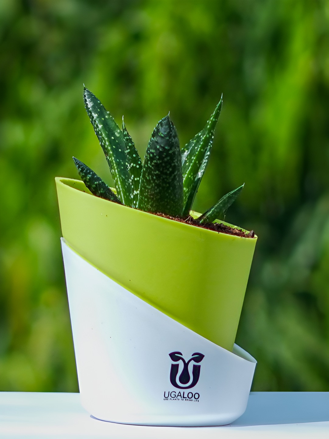 UGALOO Green Succulent Howarthia Zebra Live Plant With Self Watering Pot- 10inch