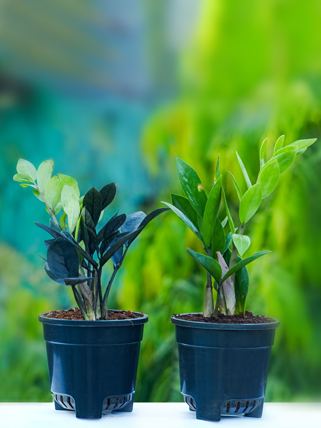 UGALOO Green & Black 2-Pcs ZZ Plant With Self Watering Pot- 9.8 Inch