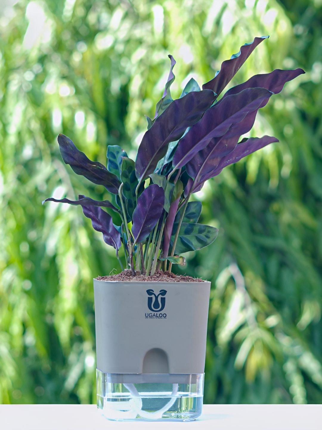 UGALOO Indoor Calathea Rattlesnake Plant With Self Watering Pot- 9.8 Inch