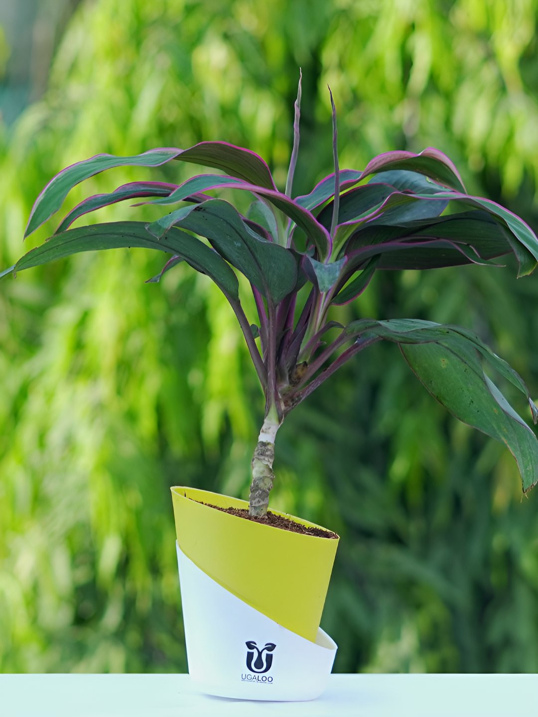 UGALOO Indoor Dracaena Rosea Plant With Green Self Watering Pot- 9.8 Inch