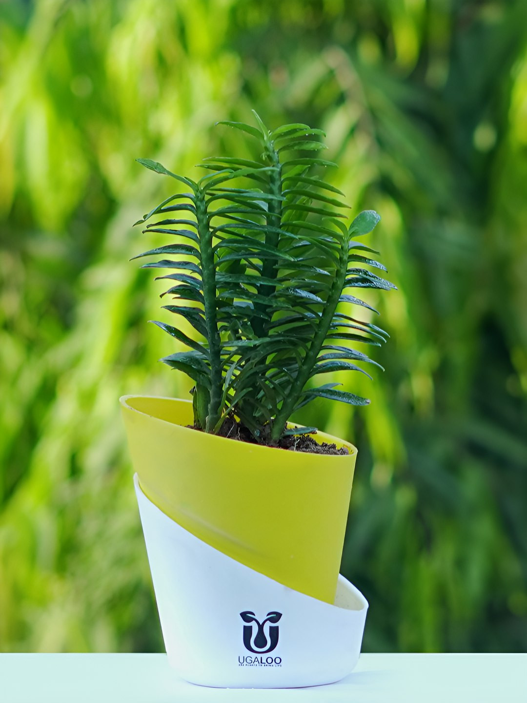 UGALOO Bonsai Euphorbia Tithymaloides Plant With Self Watering Pot- 9.8 Inch
