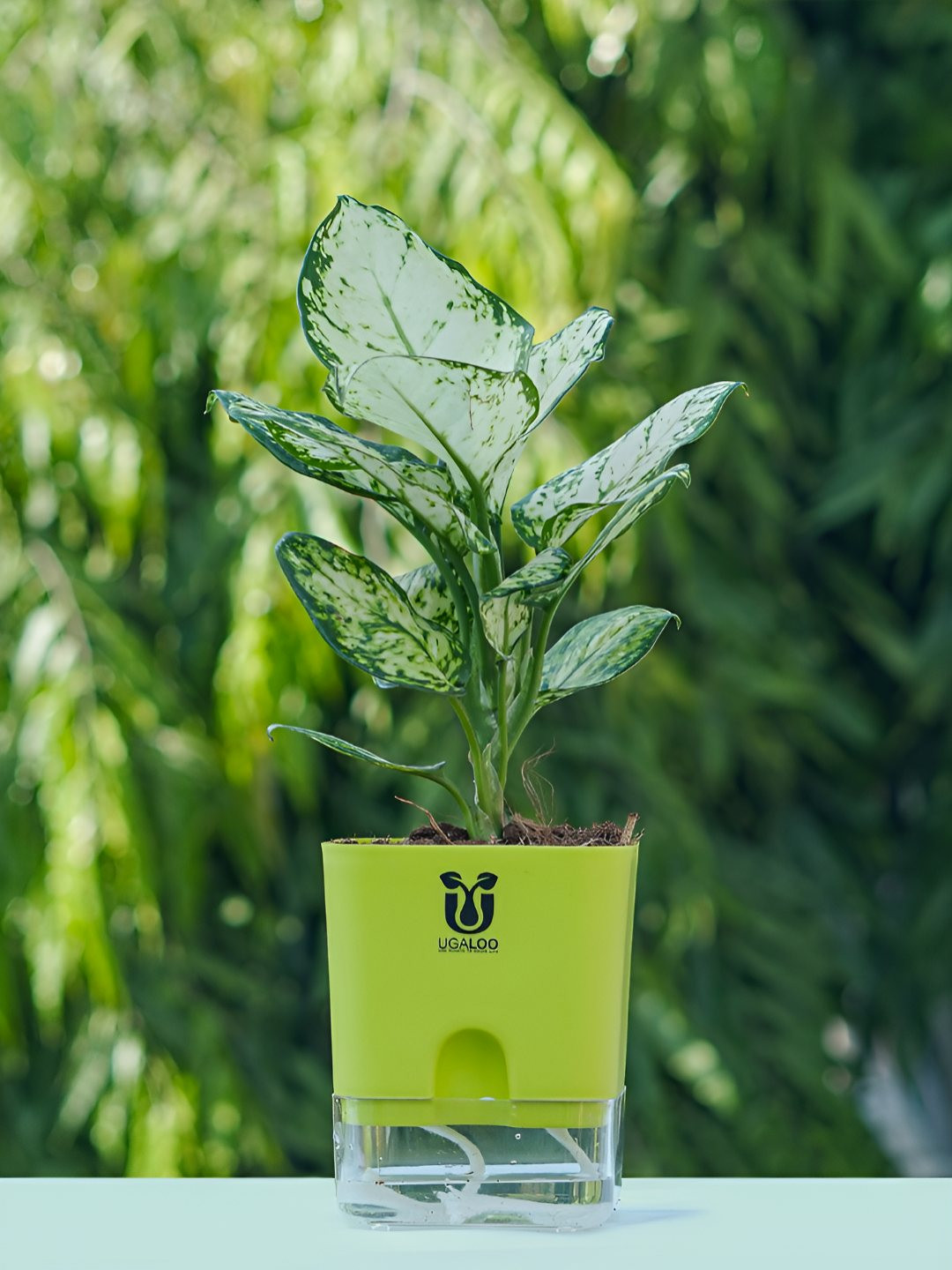 UGALOO Bonsai Aglaonema Snow White Plant With Self Watering Pot- 9.8 Inch