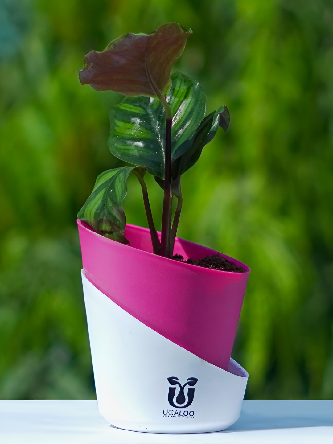 UGALOO Indoor Calathea Rose Apple Plant With Green Self Watering Pot- 9.8 Inch