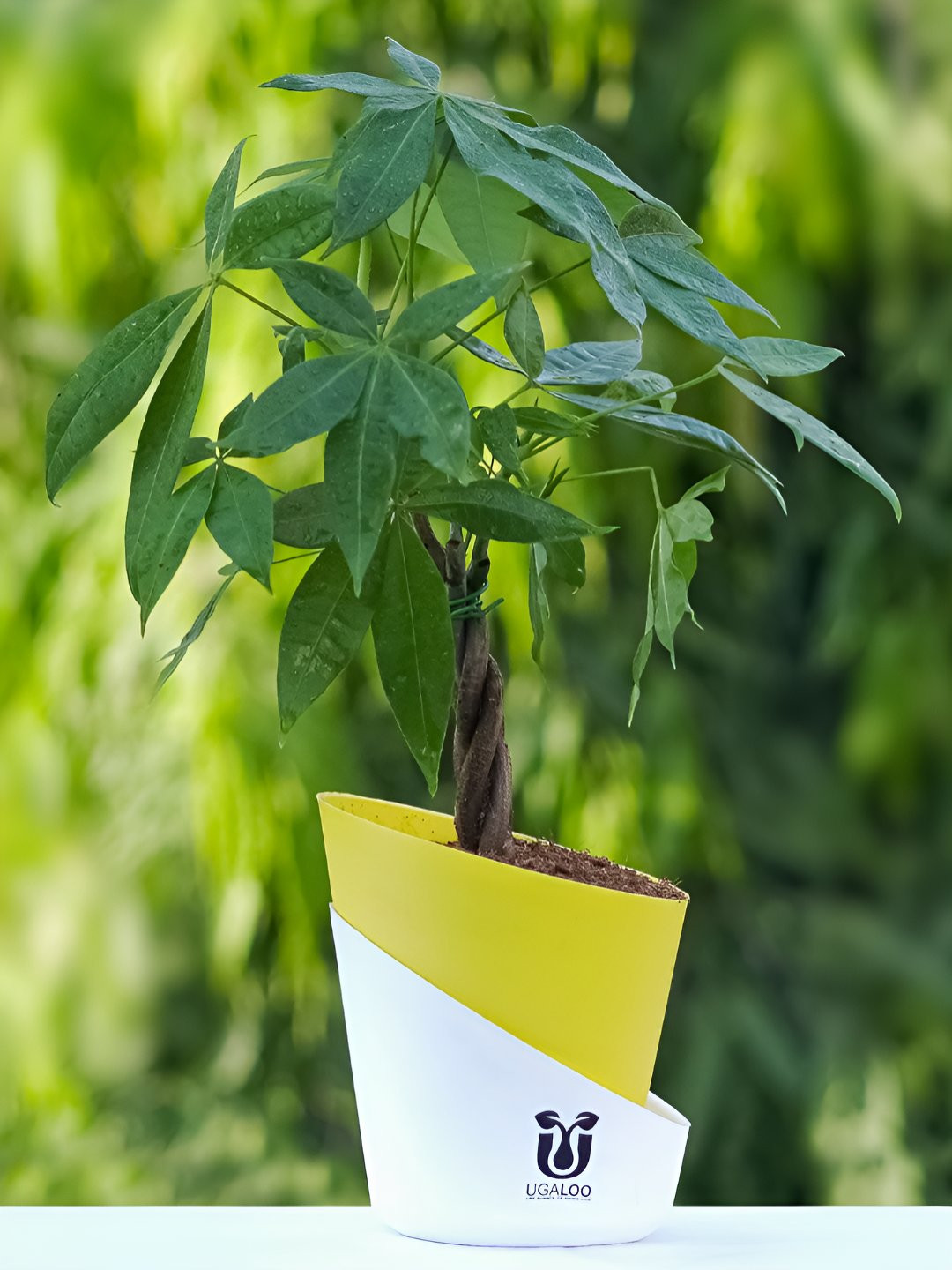 UGALOO Indoor Pachira Aquatic Plant With Self Watering Pot- 9.8 Inch