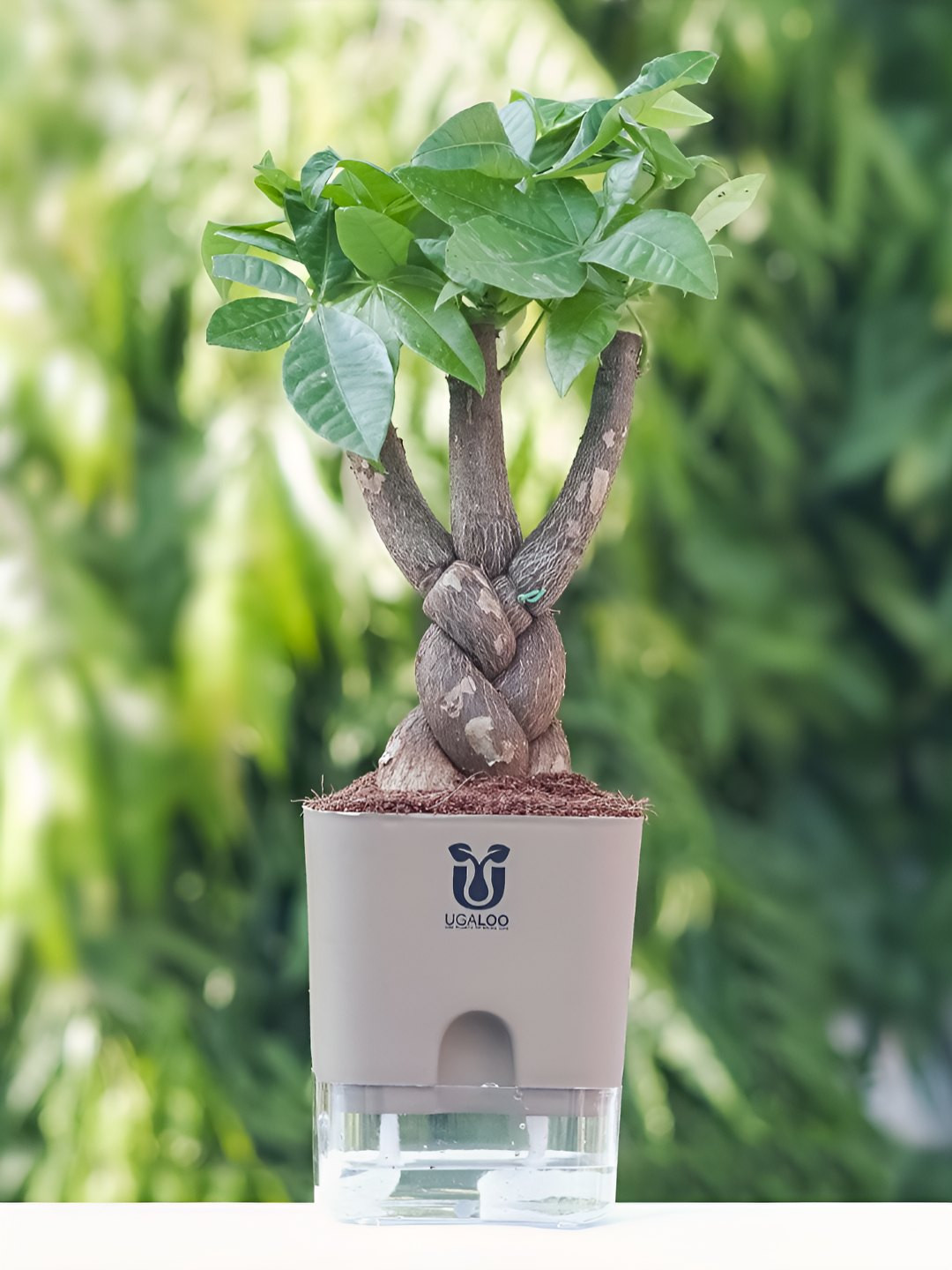 UGALOO Bonsai Money Tree Plant With Self Watering Pot- 9.8 Inch