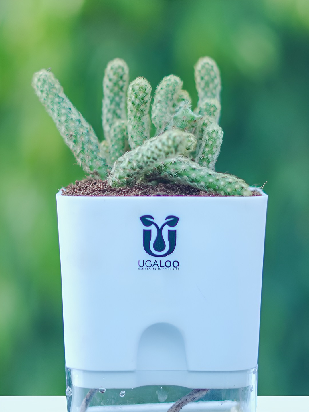 UGALOO Indoor Ladyfinger Cactus Plant With Green Self Watering Pot- 9.8 Inch