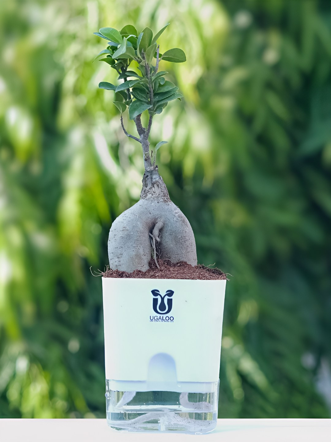 UGALOO Green Bonsai Ficus Lucky Bonsai Plant With Self Watering Pot- 9.8 Inch