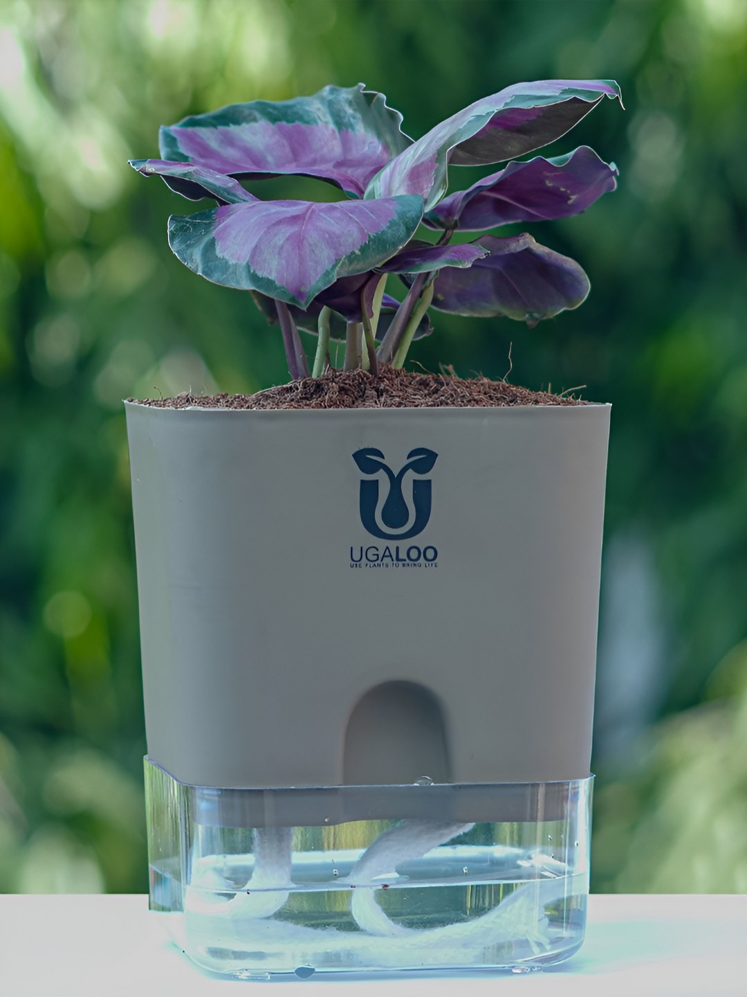 UGALOO Purple Bonsai Calathea Rosy Plant With Self Watering Pot- 9.8 Inch