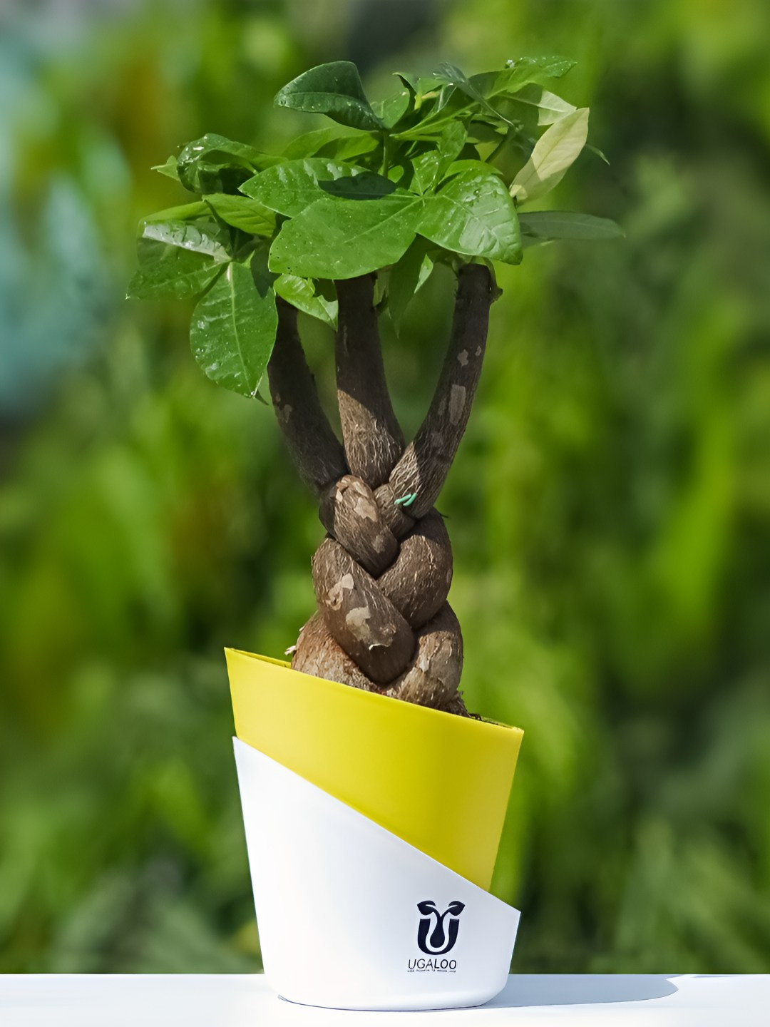 UGALOO Bonsai Pachira Aquatic Money Tree Plant With Self Watering Pot- 9.8 Inch