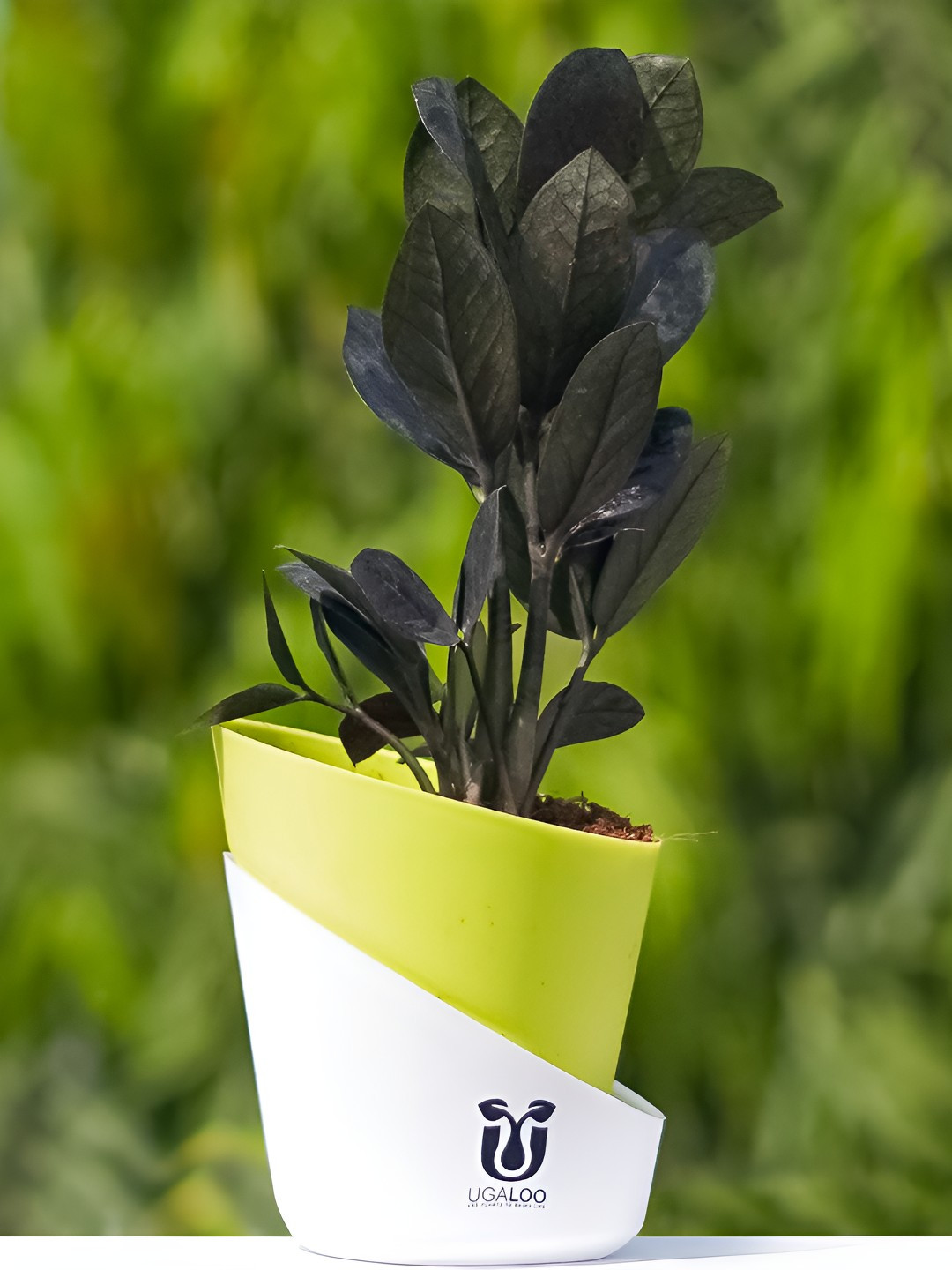 UGALOO Bonsai ZZ Plant With Green Self Watering Pot- 9.8 Inch