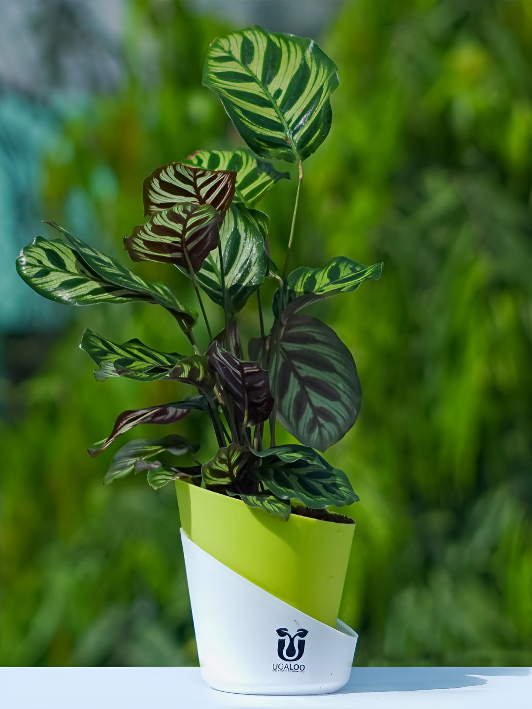 UGALOO Green Bonsai Calathea Makayona Plant With Self Watering Pot- 9.8 Inch