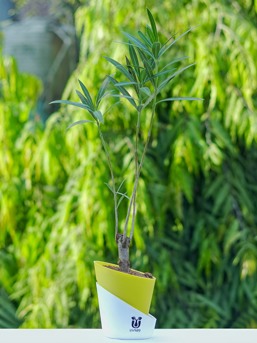 UGALOO Indoor Kaner Dwarf Nerium Oleander Plant With Green Self Watering Pot- 9.8 Inch