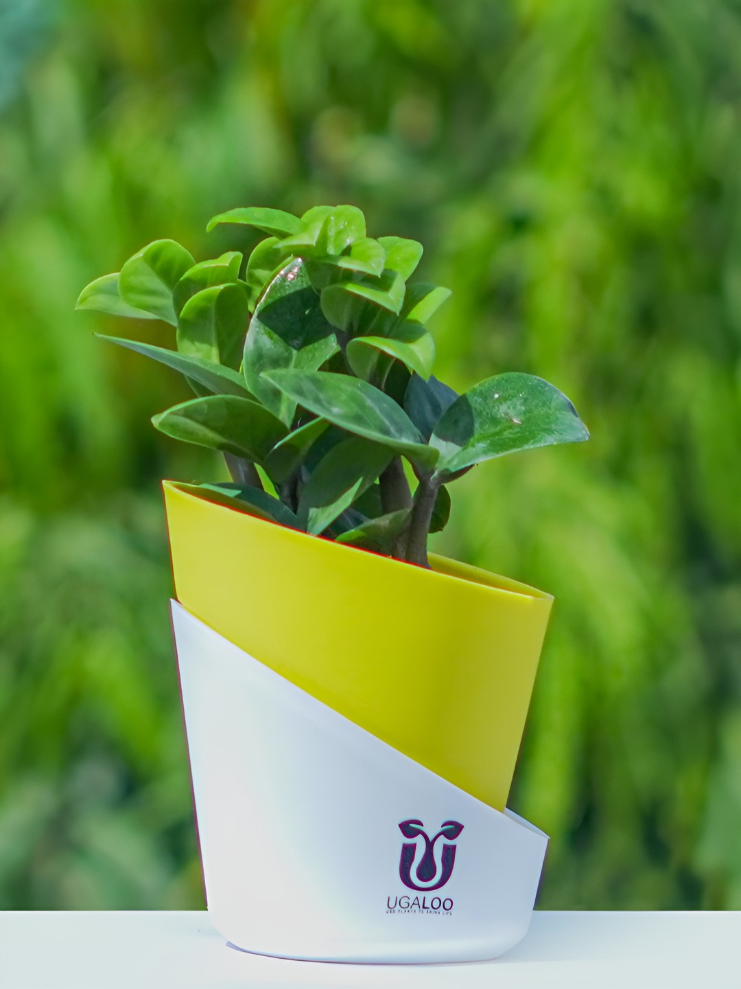 UGALOO Indoor Dwarf Green ZZ Plant With Self Watering Pot- 9.8 Inch