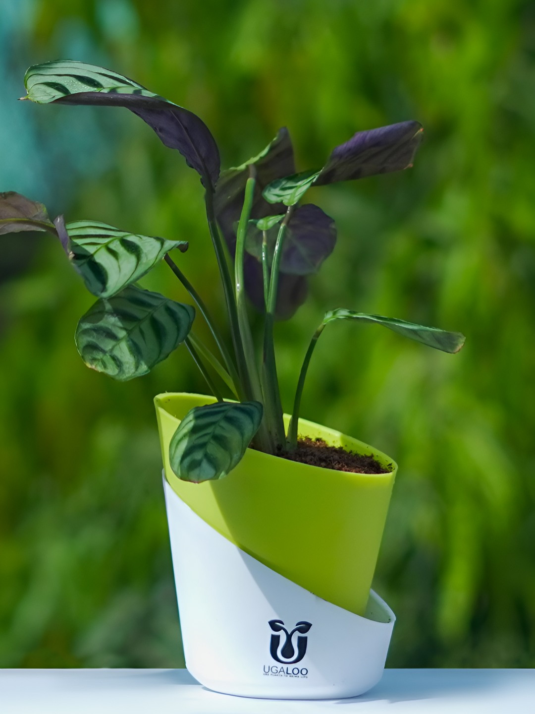 UGALOO Indoor Calathea Burle Marxii Plant With Green Self Watering Pot- 9.8 Inch