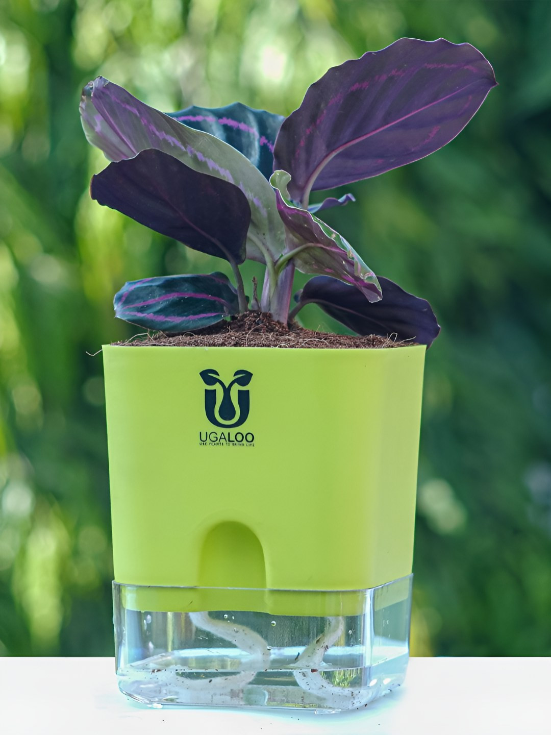 UGALOO Purple Bonsai Calathea Roseopicta Plant With Self Watering Pot- 9.8 Inch