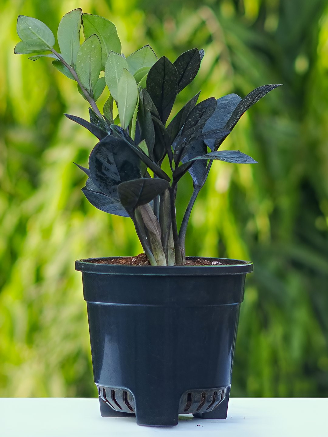 UGALOO Black Bonsai ZZ Plant With Self Watering Pot - 9.8 Inch