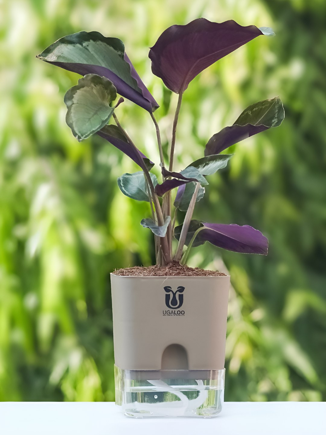 UGALOO Bonsai Calathea Plant With Self Watering Pot- 9.8 Inch