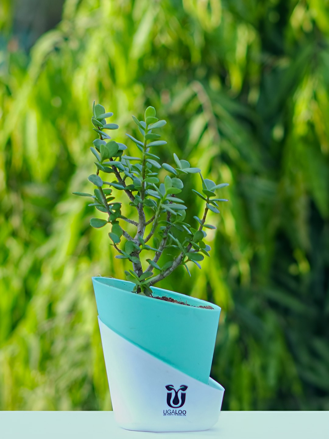 UGALOO Indoor Lucky Jade Plant With Self Watering Pot- 9.8 Inch